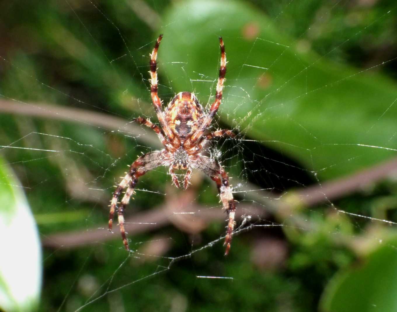 Araneus diadematus